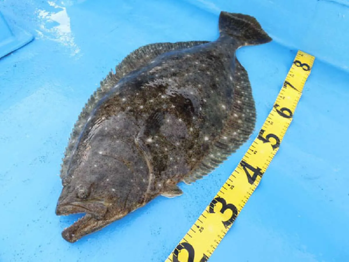 魚のコンディションの良さも魅力だ