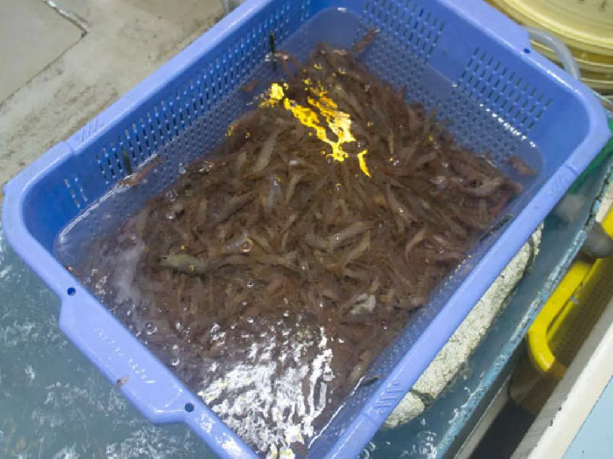 打瀬（ウタセ）網漁で取れた餌になるエビ