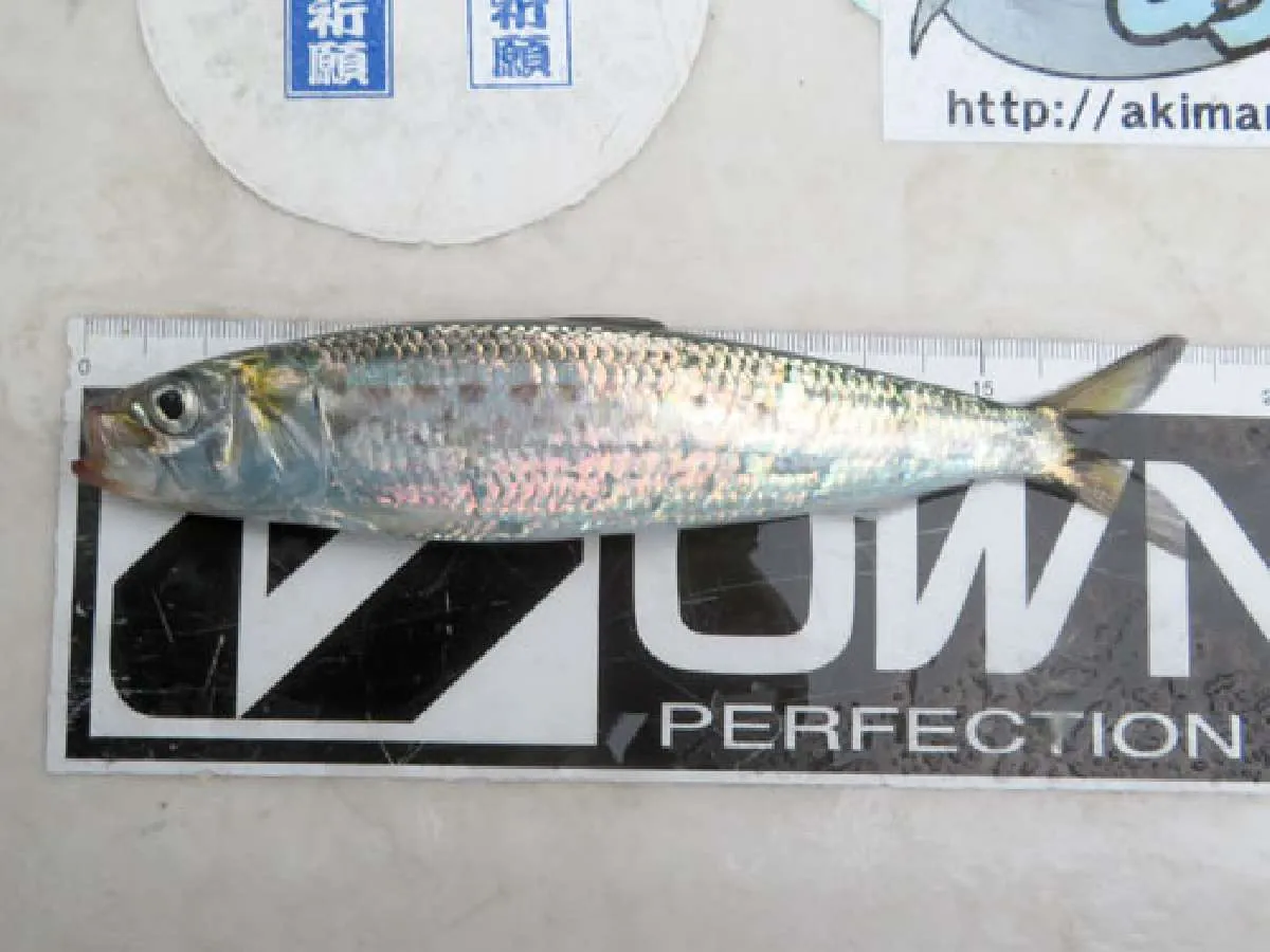 餌のイワシはこのサイズが最大