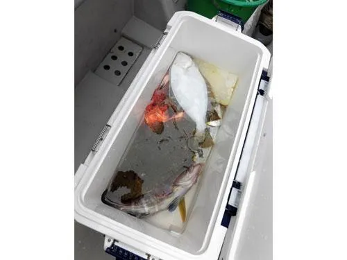 金子さんのクーラー、美味しい魚だらけ！