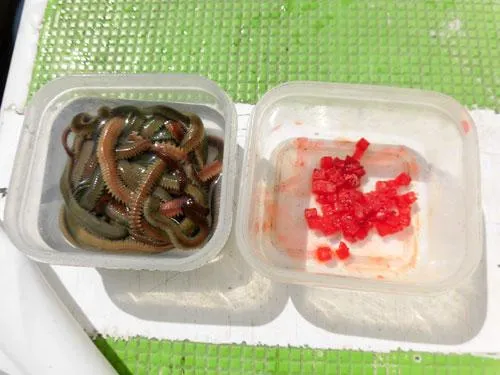 付け餌はアオイソメとアカタン