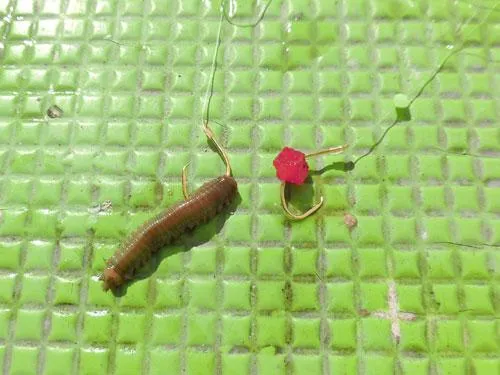 こんな風に餌をハリに付ける