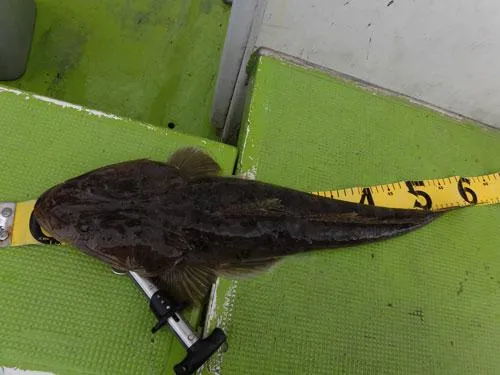最大魚は58cm、1kgクラス！