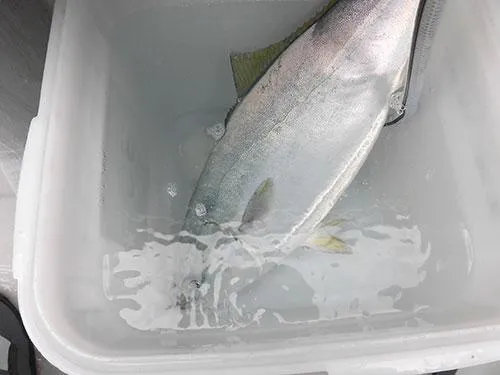 サンパク、ワラサは脂乗り乗り 
