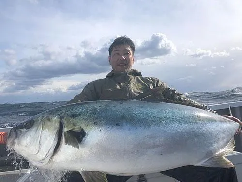 3月16日、ジグで釣れた30kgオーバーの巨大なヒラマサ！