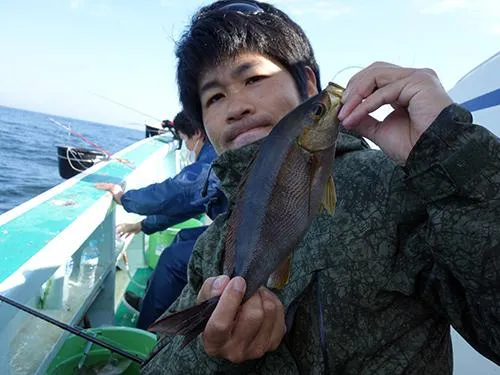 イサキが来た