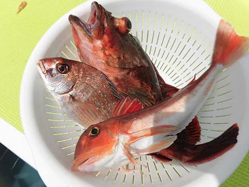 多彩な釣果は帰宅後の食卓も楽しい