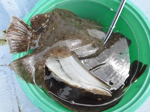 桶がヒラメで埋まっていく