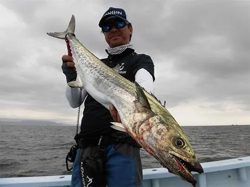 12cmミノーのトゥイッチに出た2.4kg！