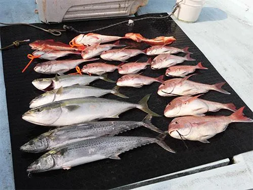 釣って楽しく食べて美味しい本日の釣果