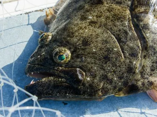 釣り味、食味最高の飯岡沖のヒラメだ