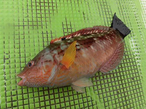 下処理一つで美味しく食べられるベラ類