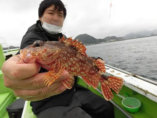 岩場で良く釣れるカサゴも美味しい根魚