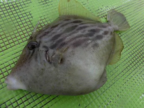 20cm程になると腹部はキモでぷっくり