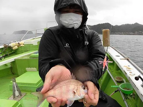 このサイズのマダイが非常に良く釣れる