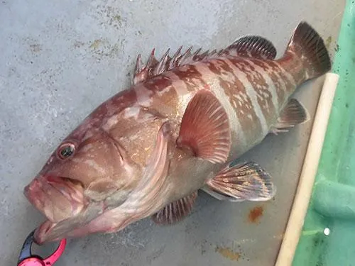 マハタの立派な魚体