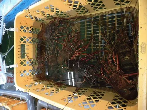 旅のお土産に隣の漁協でイセエビにリアクションバイト（私が…）