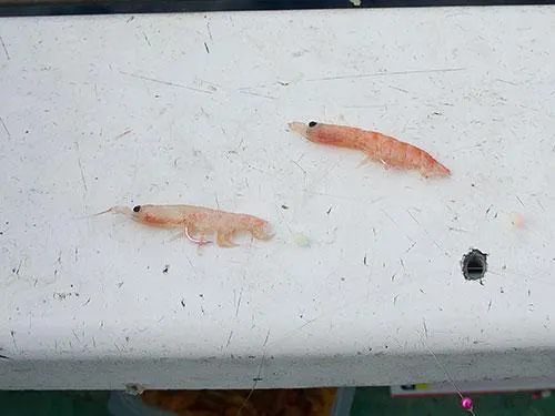 餌付けはオキアミを軸に対して真っすぐ付ける