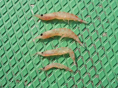 餌のサイズも選んで釣果アップ