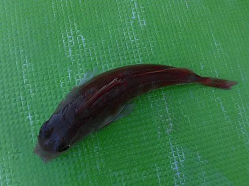 カナガシラ