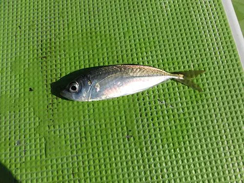 アジ