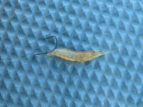 餌付けは尾鰭をハサミで切り、切り面から通して背中に抜くのが基本