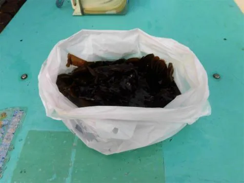 お土産に頂いた初物採れたてワカメ