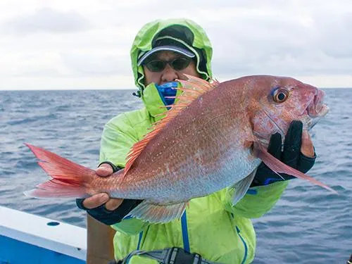2kgオーバーのマダイが浮上