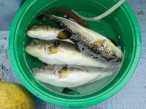 大型ショウサイも最高の土産・船宿で捌いてくれる(午前船のみ)