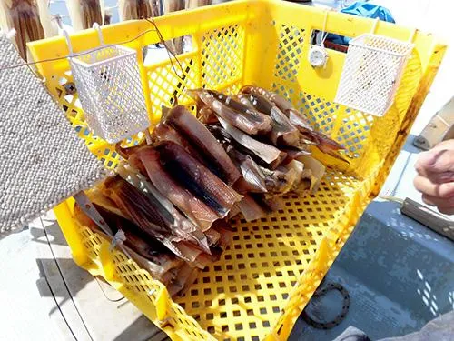 袋に入れずこのまま持ち帰るとイカが乾燥したままでいいそう