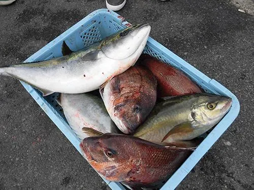 一般的な釣果、50Lクーラーが満タンに