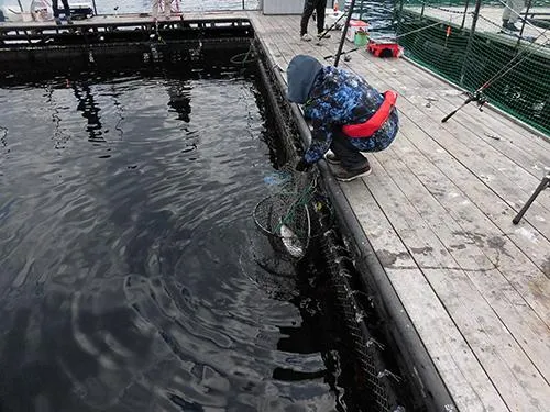 釣れた魚はスカリに入れて活かしておく