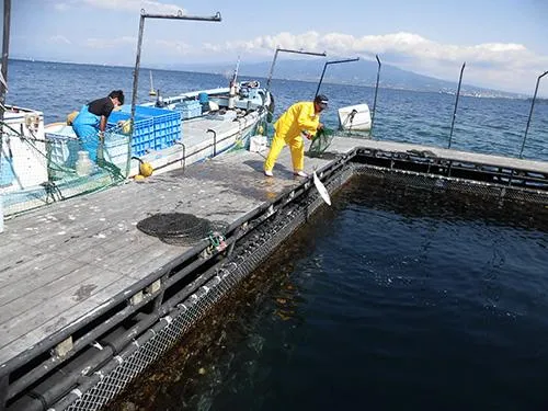アタリが遠退く頃、追加放流がある