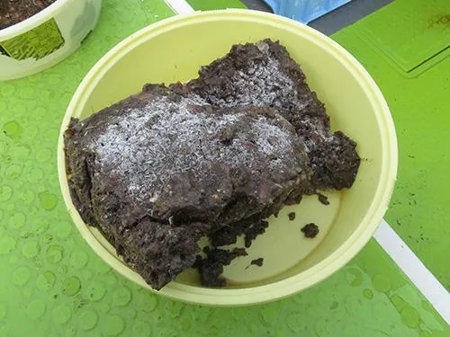 コマセのイワシミンチ
