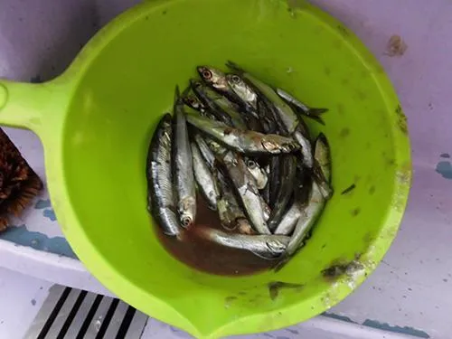 小分けにして釣り座に持って行く