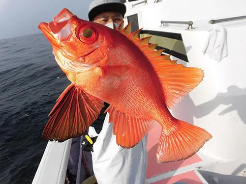 大型38cm！身が厚く脂乗ってそう！