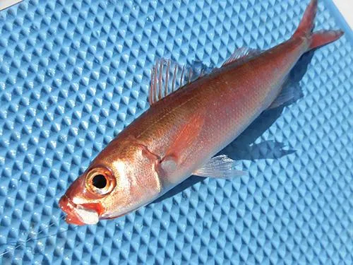 この日はハチビキも良く釣れた