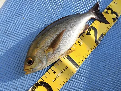 これがアベレージサイズ、魚影は濃厚！