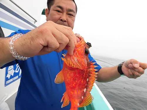 皮目を炙った刺身が美味、アヤメカサゴ
