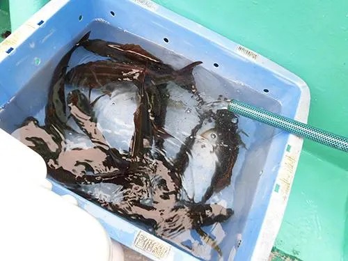 押し並べて型が良い大原沖のイサキ