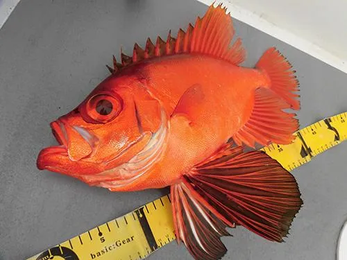 この日最大45cmが放つド迫力！
