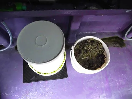 コマセのサンマのミンチ