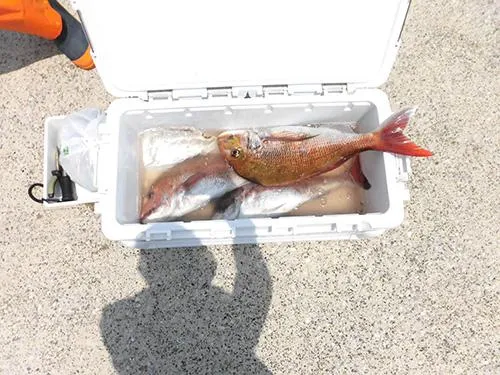 2kg前後のマダイ！素晴らしい釣果だ！