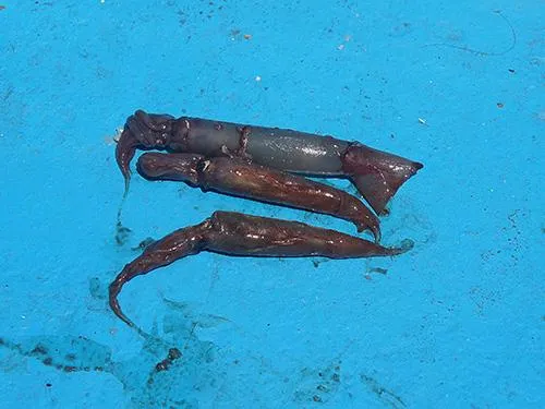 カツオが吐いた餌、イワシの他に小型の「スルメ」も