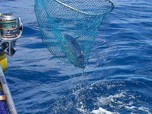 上手くネットインさせるように魚の向きを確認したい