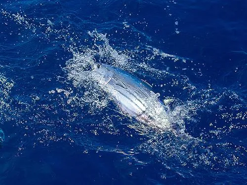 最高の釣り味だ