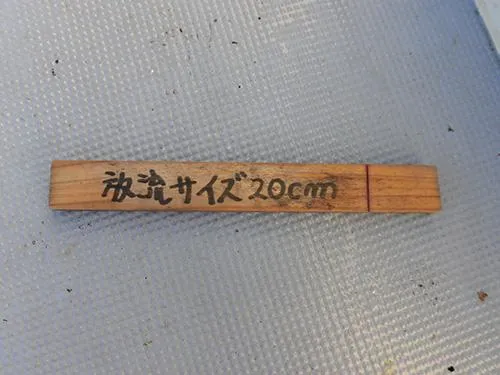 小型のマダイはリリース