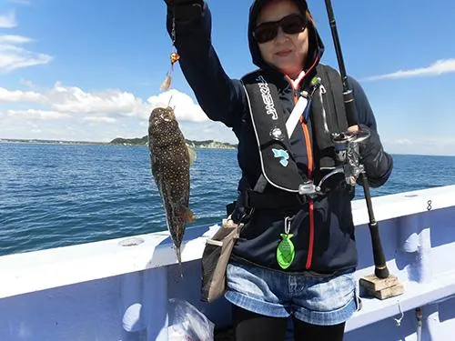 ゲストのショウサイフグ