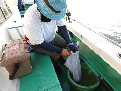釣れたタコを入れる洗濯ネットは今や定番