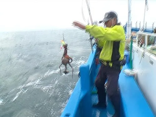良型のマダコが釣れた！